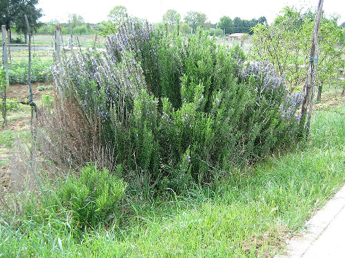 Rosemary