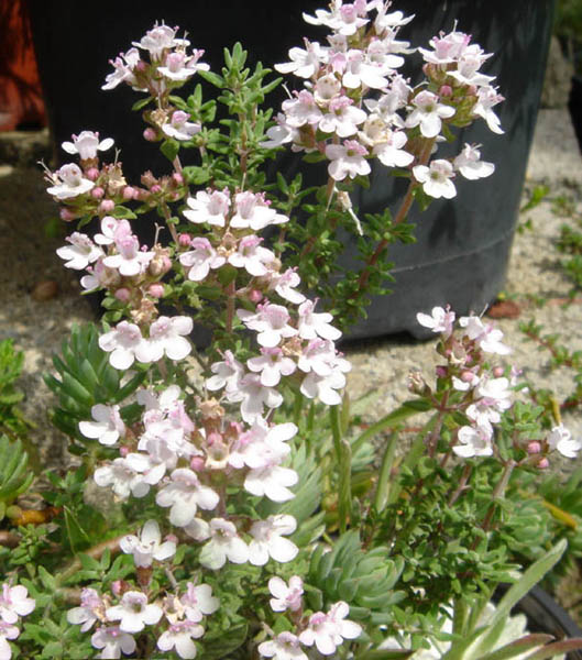 Thyme