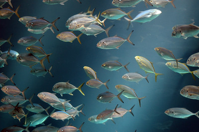 Practical application of aquaponics in everyday life