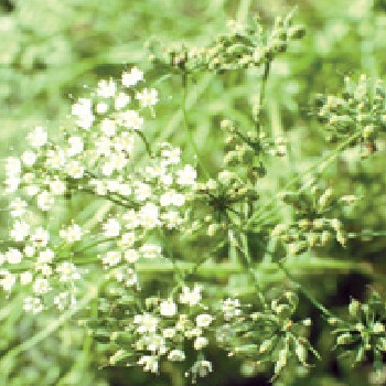 Amaranth2 Microgreens