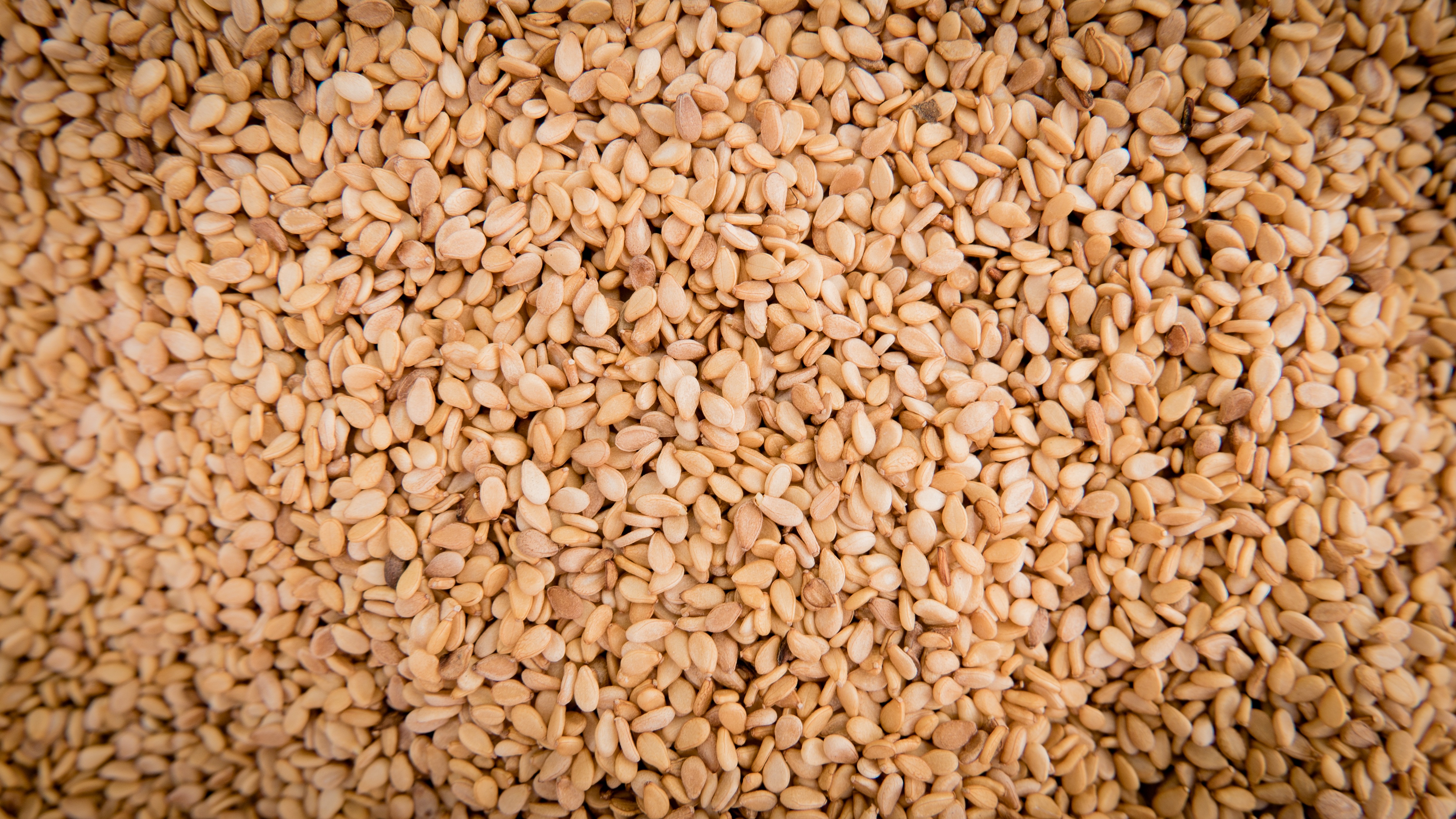 Sesame2 sprouts