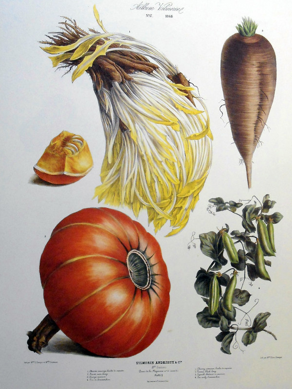 Album Vilmorin Le Jardin Potager The Vegetable Garden 1866 640x800