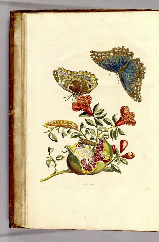 Butterflies and Banded Sphinx Moth Caterpillar 528x800