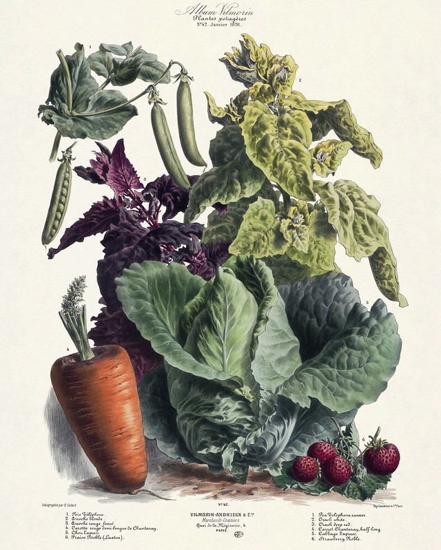 Vegetables Carrot cabbage peas strawberry 640x800