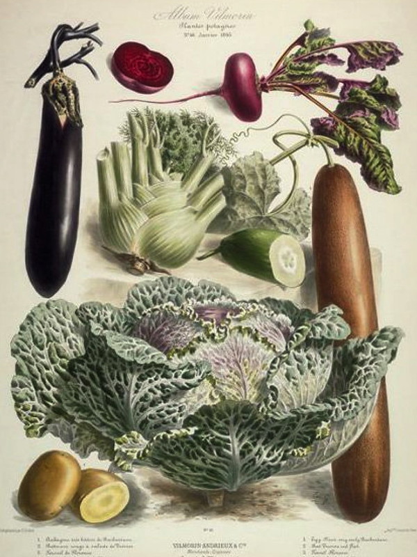 Vilmorin Cabbage Eggplant Beet 600x800